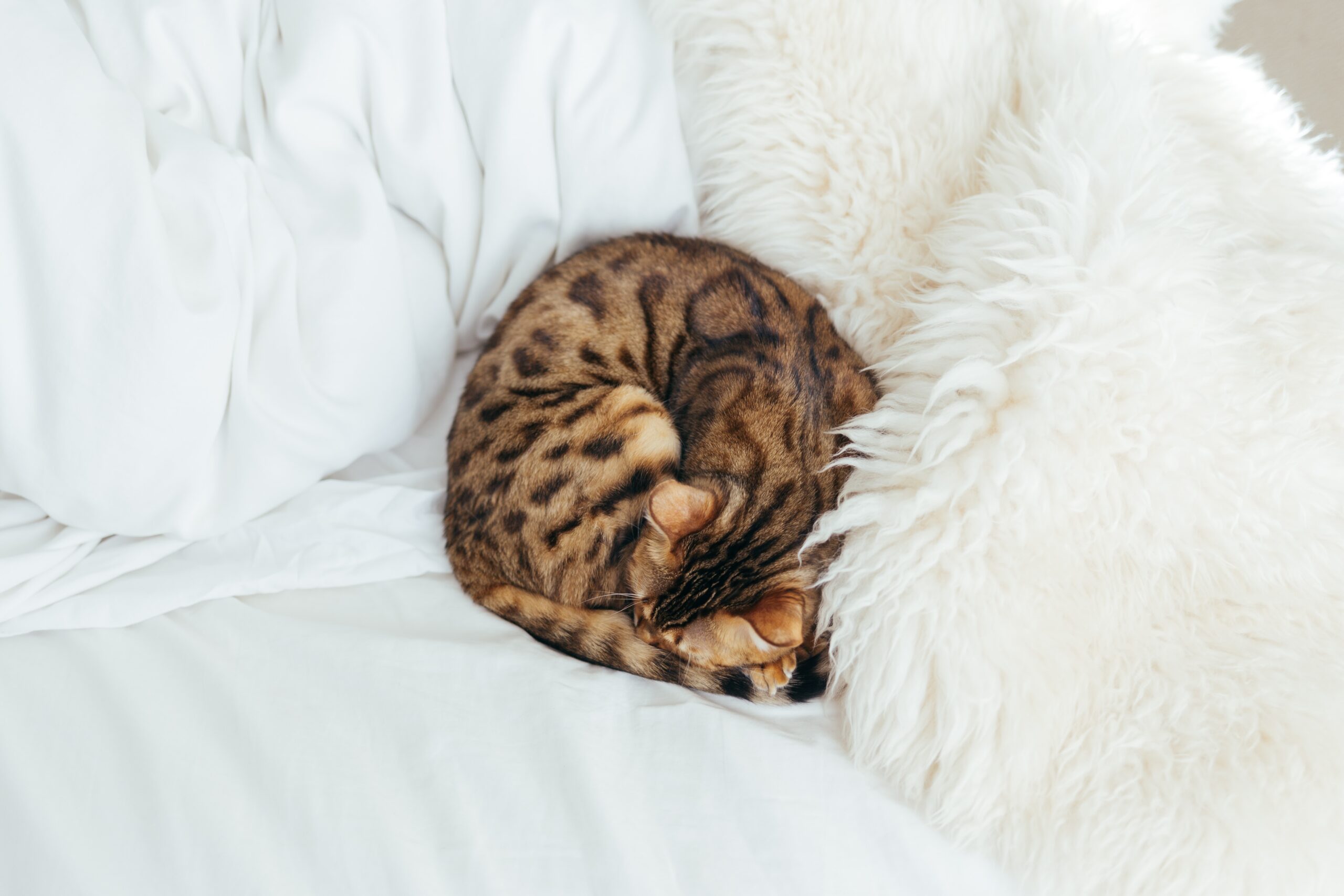 Do Bengal Cats Like To Cuddle