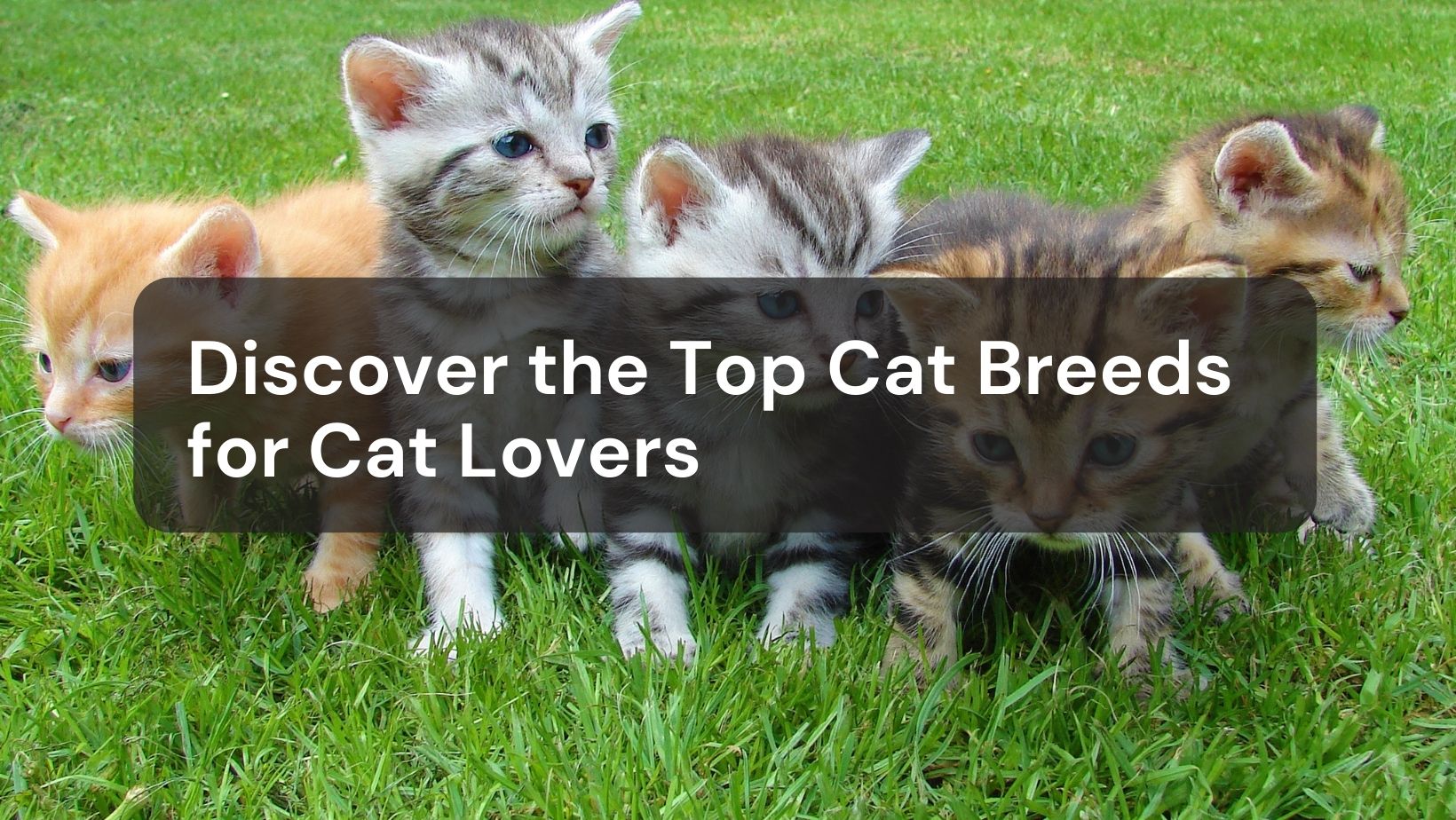 Discover the Top Cat Breeds for Cat Lovers