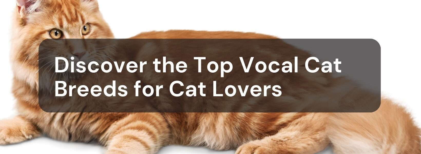 Vocal Cat Breeds