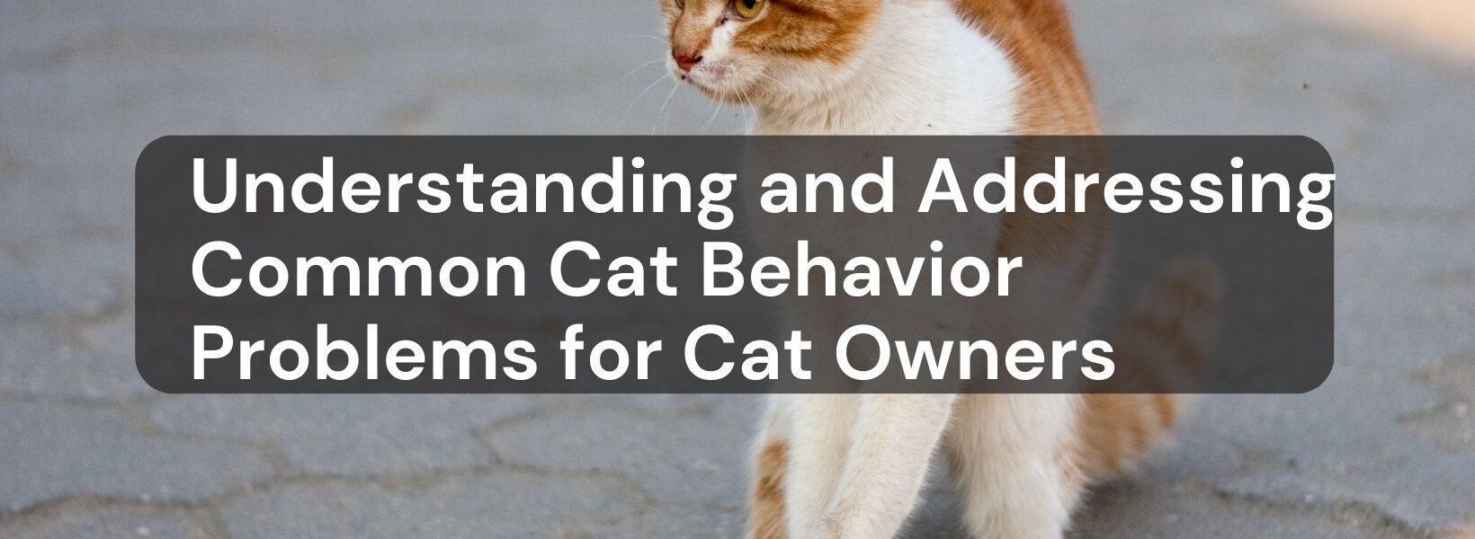 Cat Behavior Problems