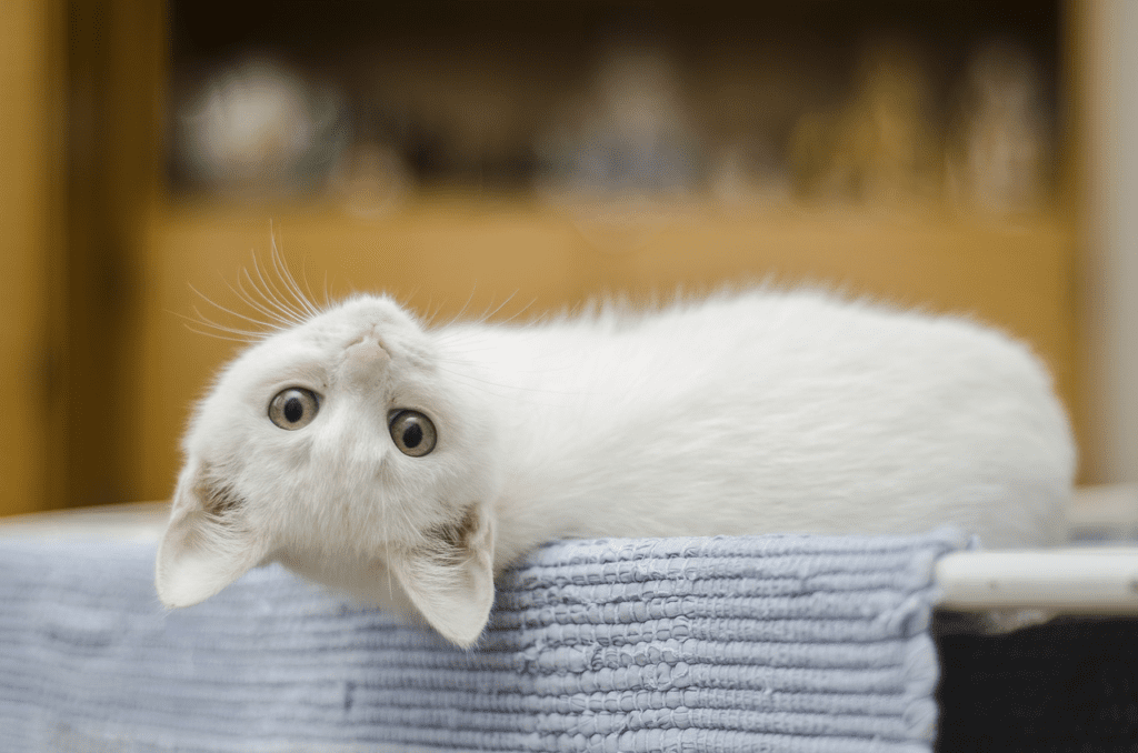 Signs Your Cat May Need Professional Grooming
