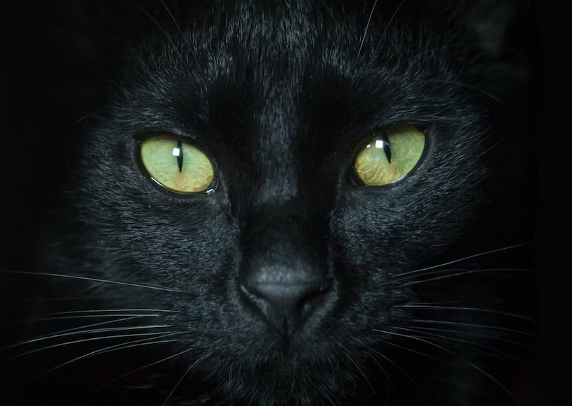 Understanding the Genetics behind Green Eyes in Cats