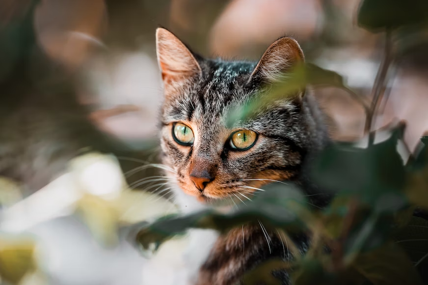 Understanding Wild Cat Breeds