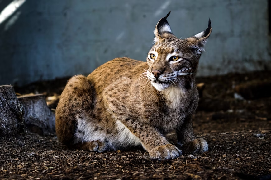 Lynx Cats