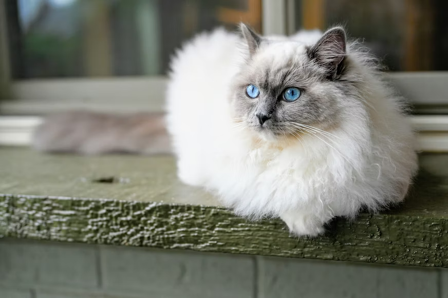 What Makes a Cat Breed Friendly?