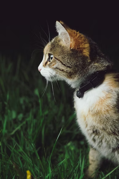 Common Allergens for Cats
