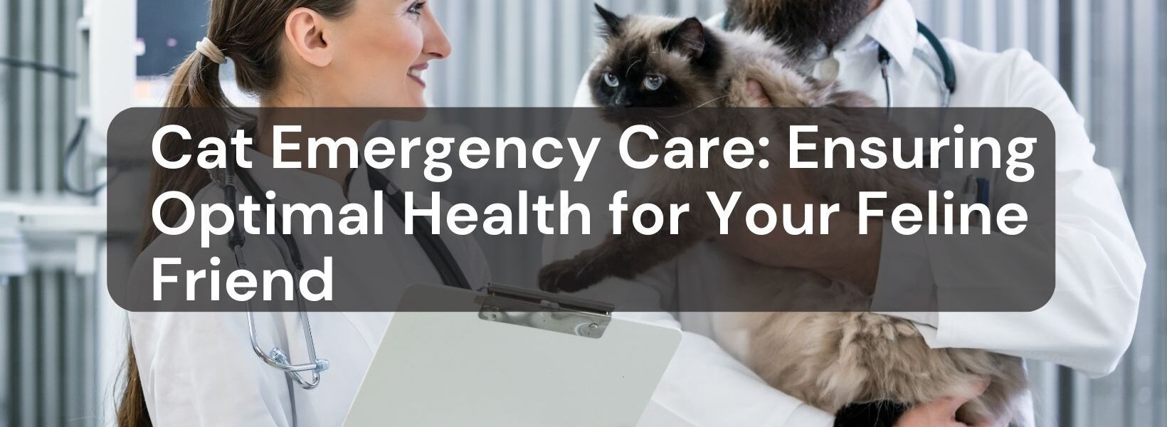 Cat Emergency Care