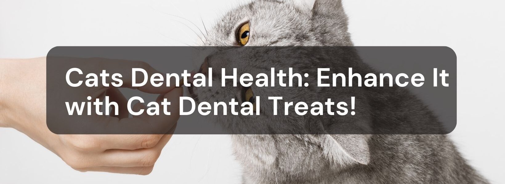 Cats Dental Health