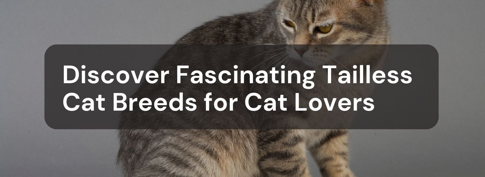cat breeds with no tail