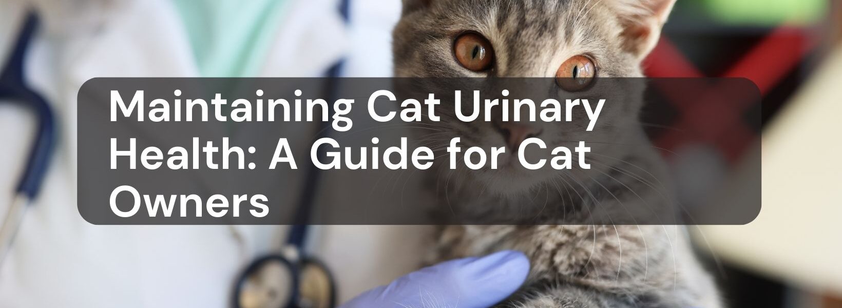 Cat Urinary Health