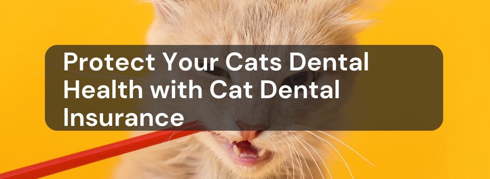 Cat Dental Insurance