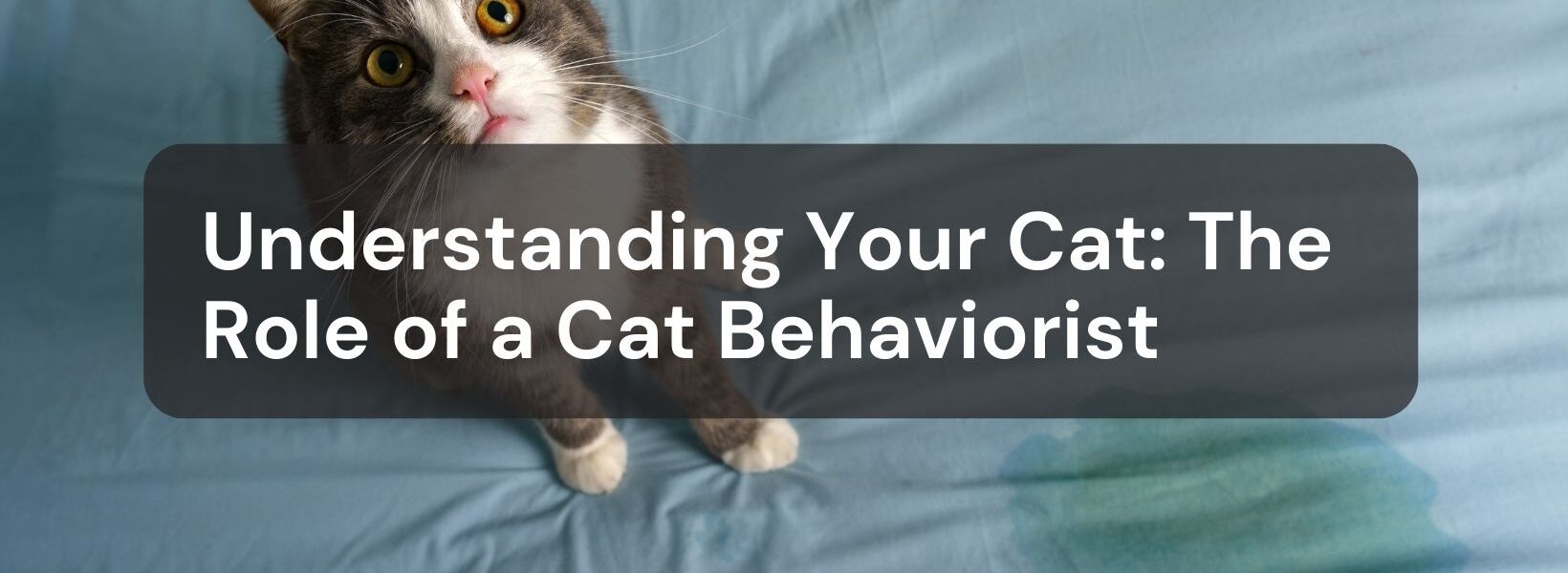 Cat Behaviorist