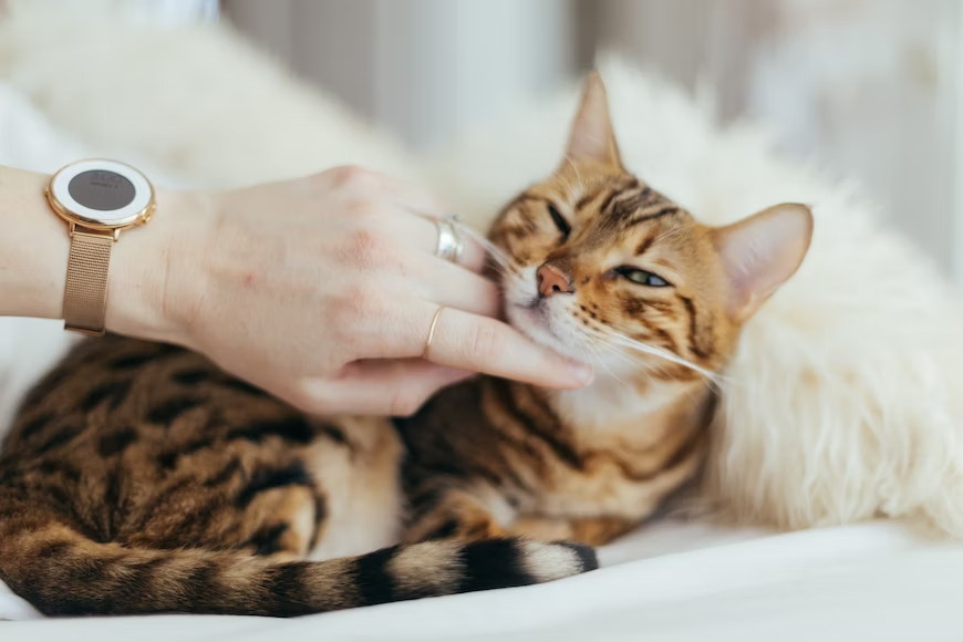 Understanding Cat Preventive Care