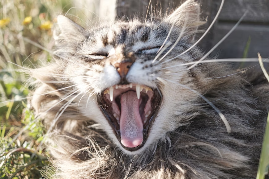 Understanding Cat Dental Disease