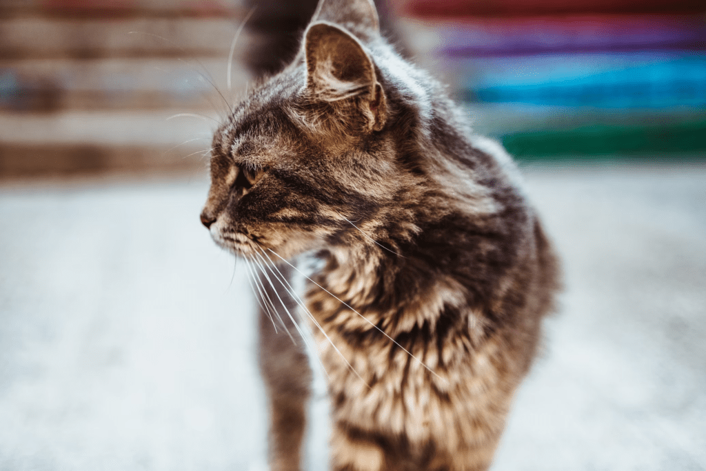Signs of Urinary Problems in Cats