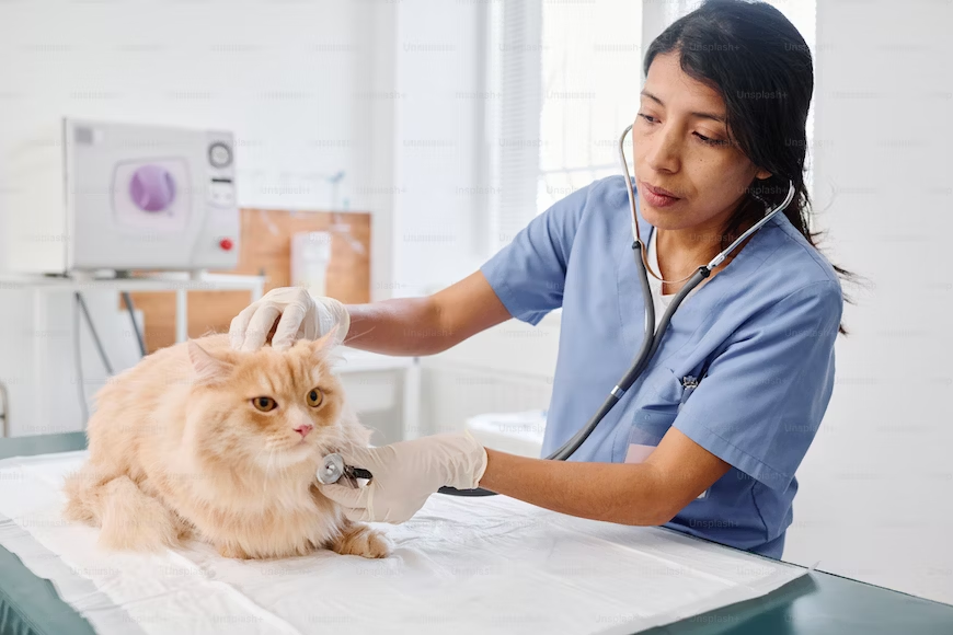 The Importance of Cat Preventive Care